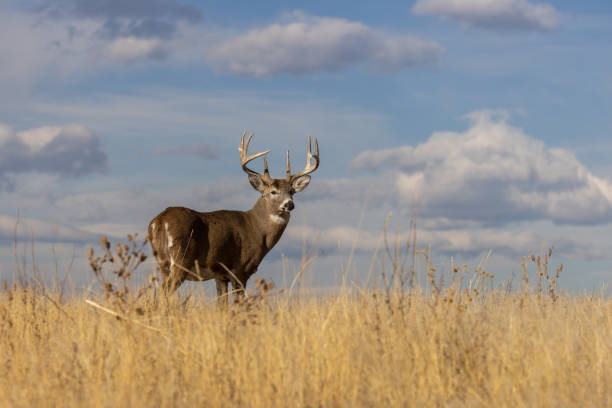 istock Buck Whitetail Deer in Autumn 1362559612