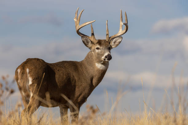 가을에 벅 화이트 테일 사슴 - deer season 뉴스 사진 이미지