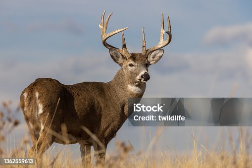 istock Buck Whitetail Deer in Autumn 1362559613