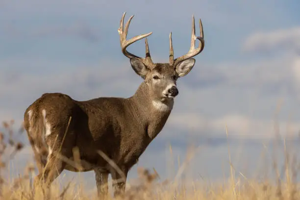 a buck whitetail deer in Colorado in autumn