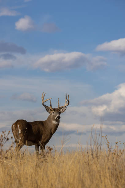istock Buck Whitetail Deer in Autumn 1362559771