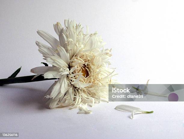 Gedämpfter Blume Stockfoto und mehr Bilder von Abgeschiedenheit - Abgeschiedenheit, Abgestorbene Pflanze, Beige