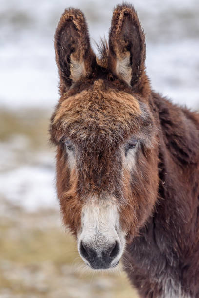 istock Donkey, portrait in winter, in an enclosure. 1362563192
