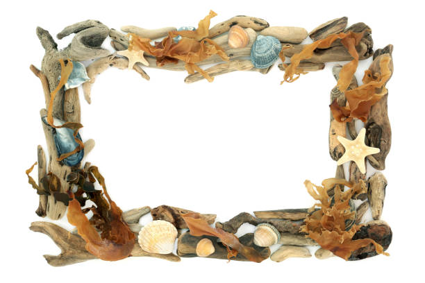 Shell collection: shells of various colors, decorations
