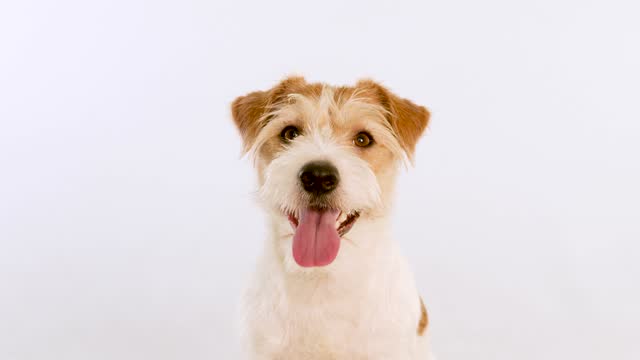 Portrait of a ginger dog with open mouth and tongue. Isolated on white background