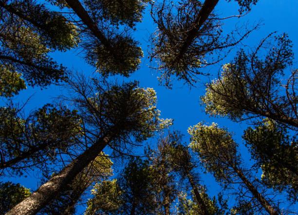 Lodgepole Pines Canada stock photo