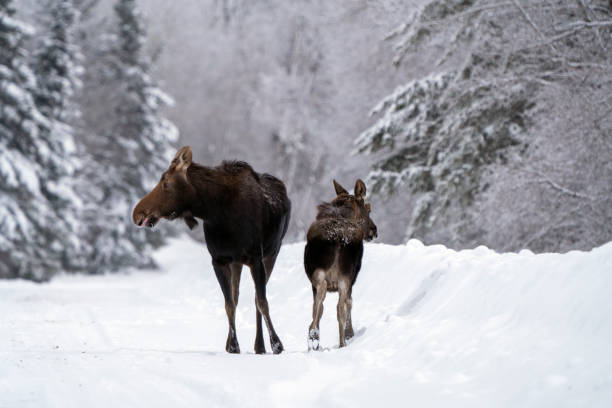 winter moose manitoba - canada moose winter snow imagens e fotografias de stock