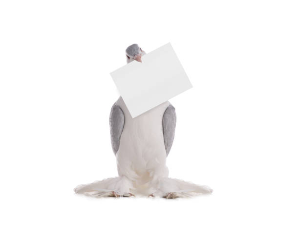 This is a utility pigeon from Belgium and also France. It is also a show bird with a short, compact, heavy-set broad-breast. It has large eyes with a smooth, flesh-coloured or well care and a beak of medium length and stout with a V-shaped wattle. The colours are yellow, red, white, black and dun colour and the plumage is close fitting. 