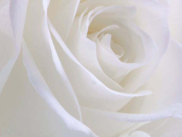 istock macro photography of a white rose bud 1362566935