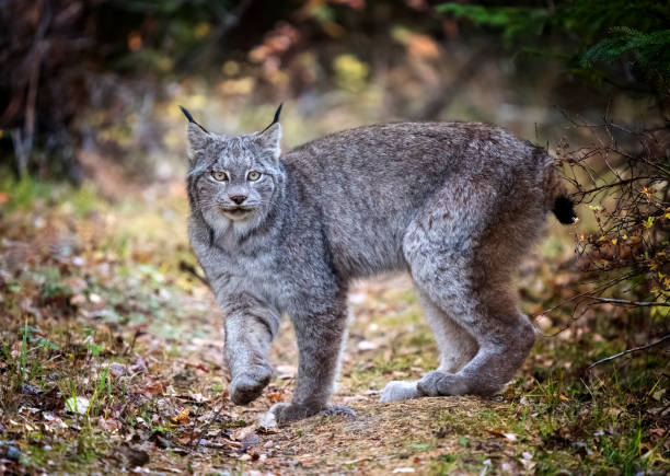 Wild Lynx Manitoba stock photo