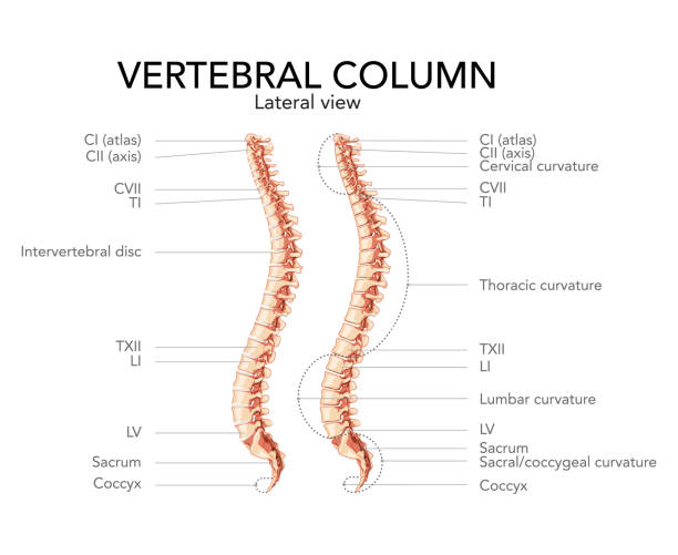 ilustrações de stock, clip art, desenhos animados e ícones de human vertebral column side lateral view with main parts labeled, with and without intervertebral disc. vector flat realistic concept illustration in natural colors, spine isolated on white background - human spine chiropractor three dimensional shape healthcare and medicine