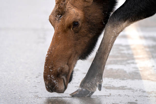 alce invernale manitoba - canada moose winter snow foto e immagini stock