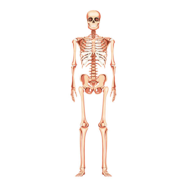 ilustrações de stock, clip art, desenhos animados e ícones de skeleton human dorsal view with open arm poses. set of realistic medical flat natural color concept vector illustration - human bone the human body healthcare and medicine human skeleton