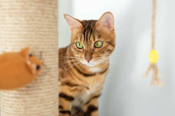 istock A funny domestic cat and a soft toy mouse. 1362567570