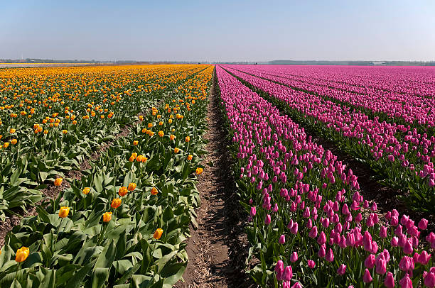 istock Field of tulips, netherlands 136256772