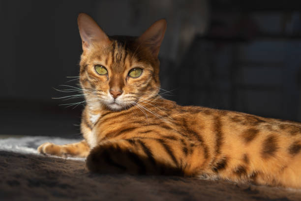 istock A beautiful Bengal cat, illuminated by bright sunlight. 1362568176