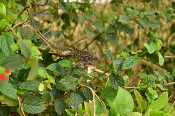 istock Garden lizard in hill station 1362568624