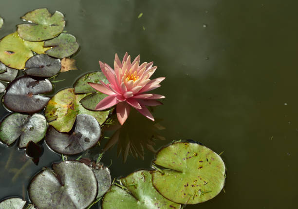 embora este lírio de água produz flores rosa é chamado de lírio lagoa branca - lotus reflection flower single flower - fotografias e filmes do acervo