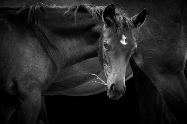 istock Foal with mare closeup and isolated on black background 1362569847