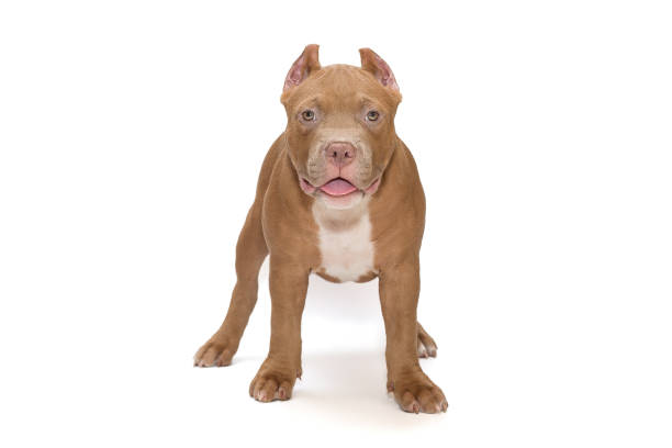 Small, funny American Bully puppy Small, funny American Bully puppy stands on a white background, isolated pit bull power stock pictures, royalty-free photos & images