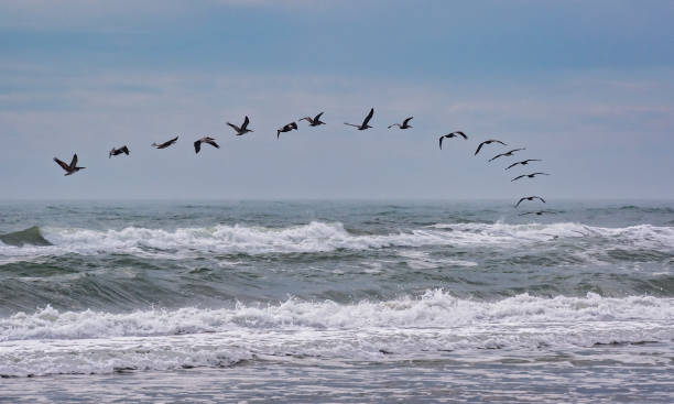 istock Pelican Follow the Leader for a Quick Meal 1362571269