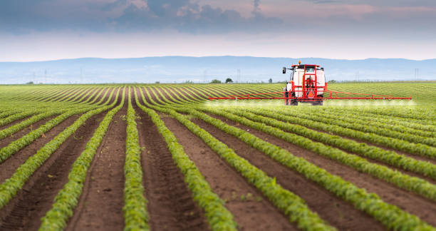 istock Tractor spraying soy field in sunset. 1362571498