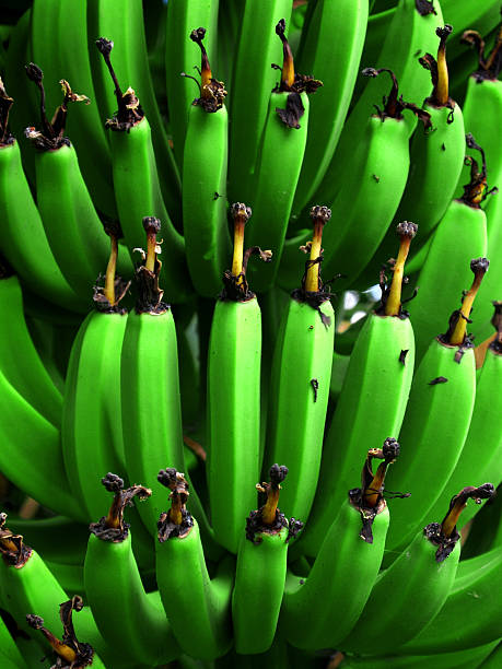 несколько незрелый бананов - unready стоковые фото и изображения