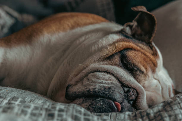 istock English Bulldog sleeping 1362572576