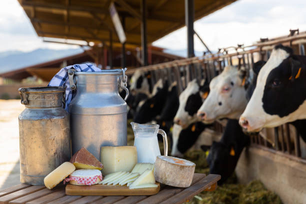 istock Image of dairy products on the farm 1362574101