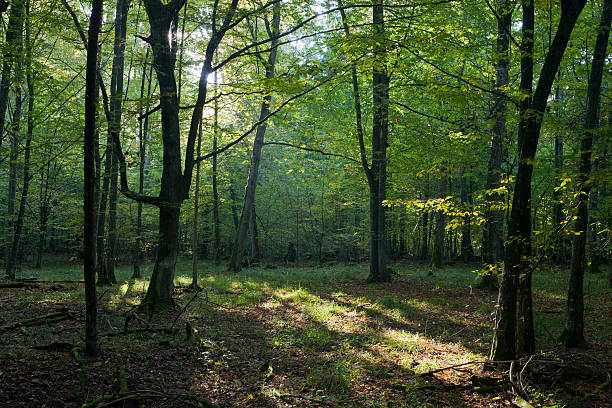 istock Morning sun entering deciduous stand 136257415