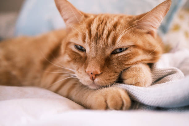 istock Tired cat lying on the bed 1362574901