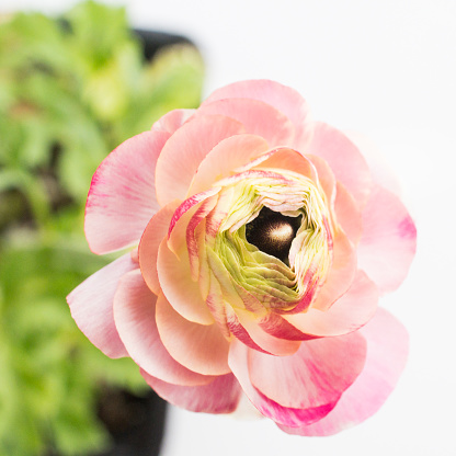 Pink and white ranunculus with leaves and white background in Syracuse, Utah, United States
