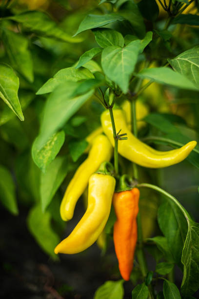 istock Woman Harvests Peppers From Her Garden 1362575662