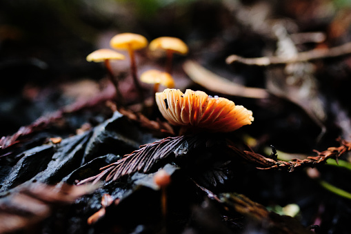 Small Orange Mushroom Growing On Wet Leaves in Oakland, California, United States