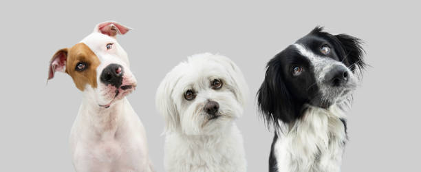 istock Banner three curious thinking dogs tilting head side. Isolated on gray background 1362576474