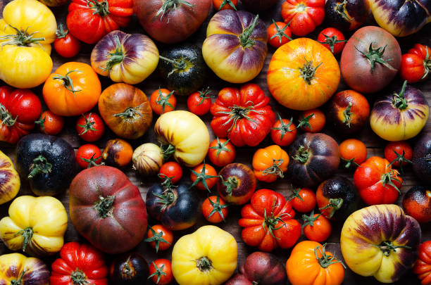variedad de tomates - heirloom tomato tomato vegetable fruit fotografías e imágenes de stock