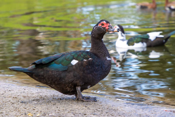 istock Red face Muscovy ducks on a farm with a pond 1362578816