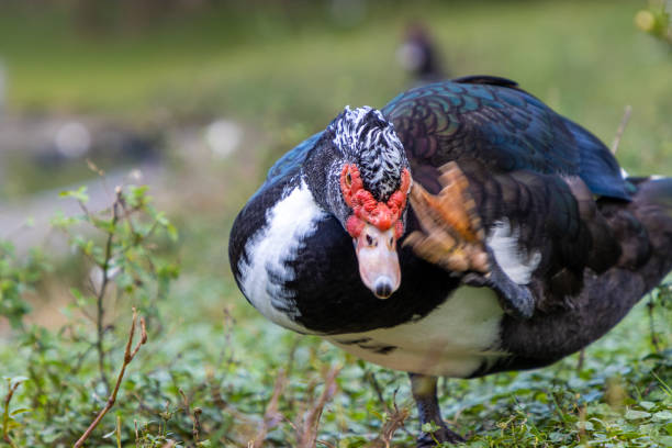 istock Red face Muscovy duck on a farm 1362578817
