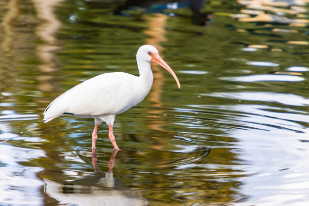 White ibis relaxes and wades near a pond during an afternoon in Florida.