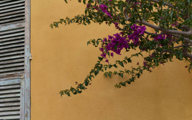 istock Bougainvillea, ochre wall and weathered shutters. 1362580134