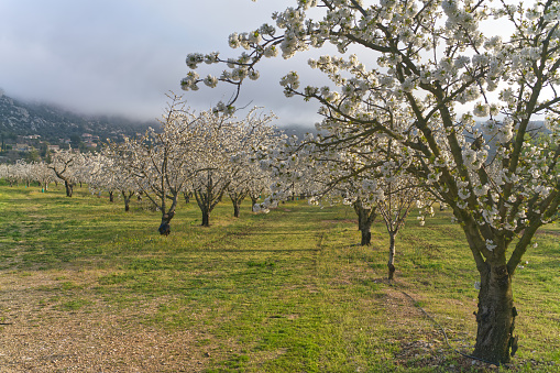 The pear trees blossom in spring