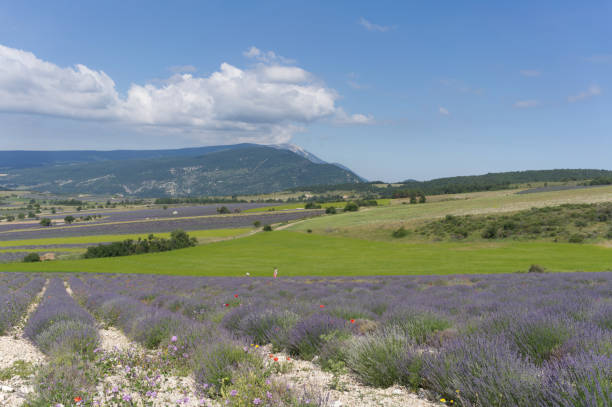 istock Lavender, Mt Ventoux in the distance 1362580162