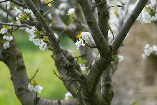Springtime blossoms in a fruit tree