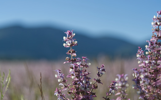 Elegance in Nature: Showcasing Lavender's Majesty in Backyard Design