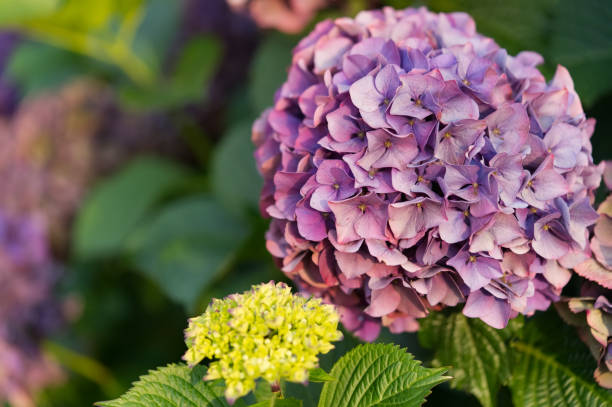 d "hortensias - hydrangea photos et images de collection