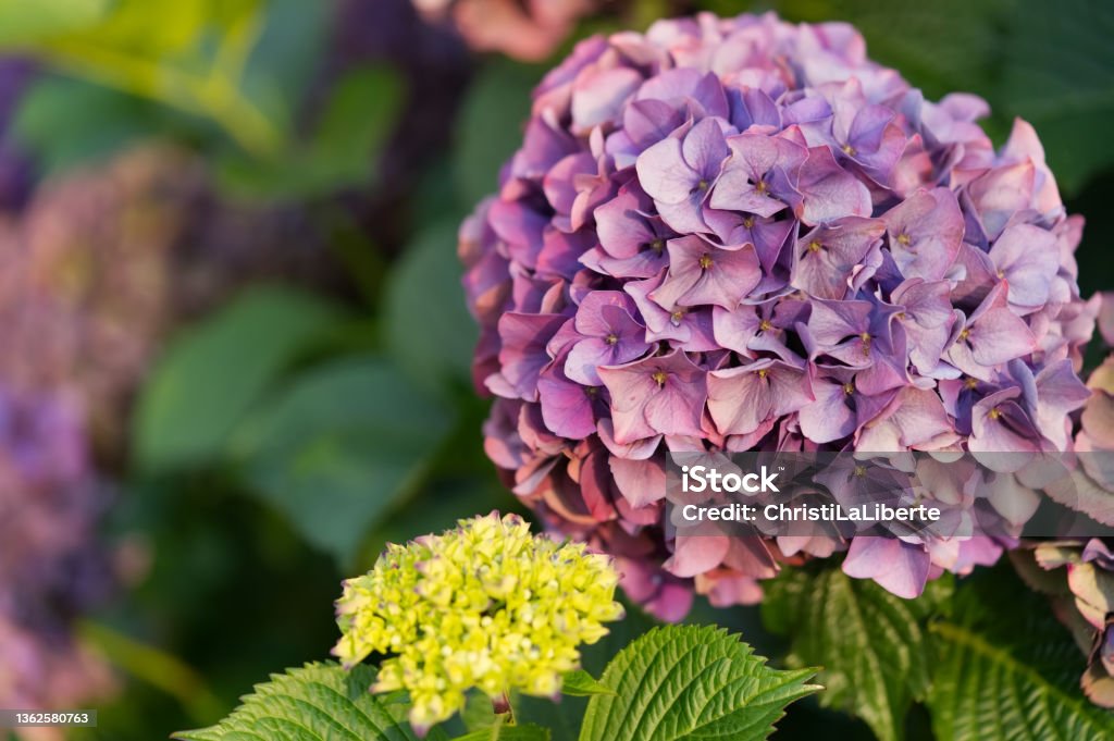 Hydrangea Large mauve flower Hydrangea Stock Photo