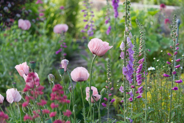 english garden - oriental poppy fotos imagens e fotografias de stock