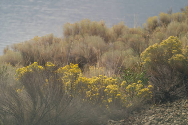 Ephedra viridis (Green Ephedra), Sagebrush and rocks on a hillside in Reno, Nevada.