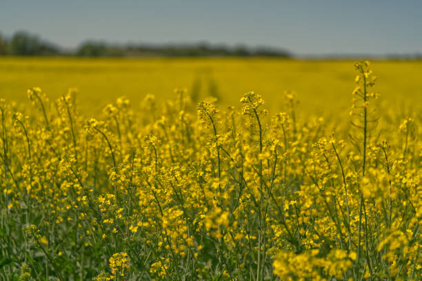 istock Field of yellow flowers 1362581004