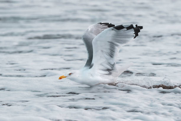 istock Lonely seagull on the beach 1362581152